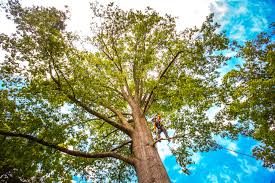  , USA Tree Removal Pros